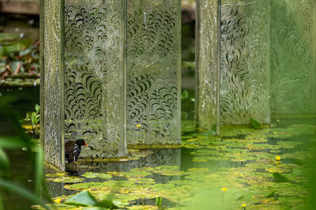 Moorhen