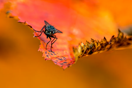 Richard Atkinson - Autumn Fly