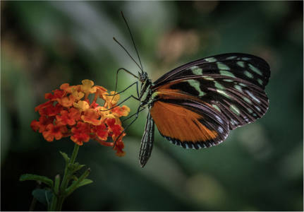 Tiger Longwing Feeding