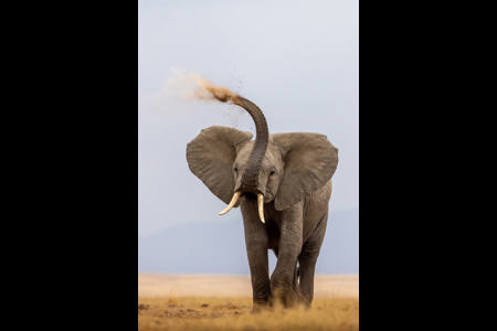 Elephant In Amboseli