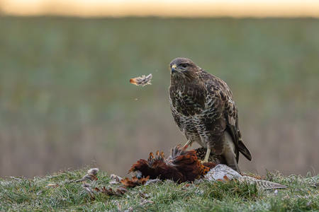 Buzzard Spitting Feathers