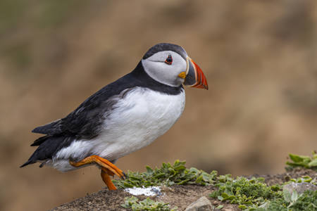 Puffin Watch your step