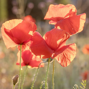 Sunshine through the poppies
