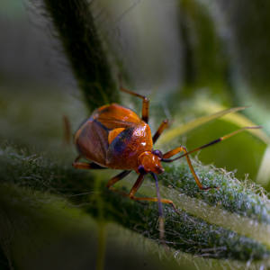 Capsid Bug_Mick West