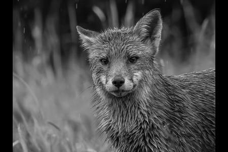 Wet Fox
