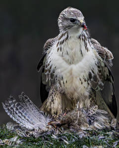 White Fronted Buzzard