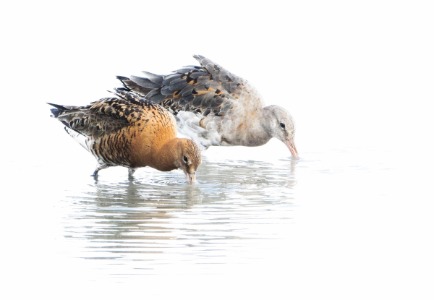 Black-tailed Godwits