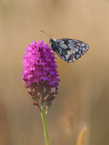 Marble White on Orchid 1