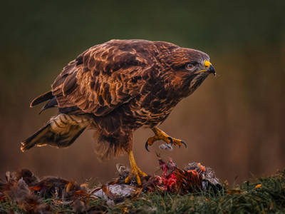 Buzzard with Prey