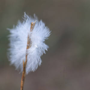 Feather on a stick_Mick West