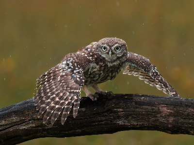 Little owl dealing with the rain