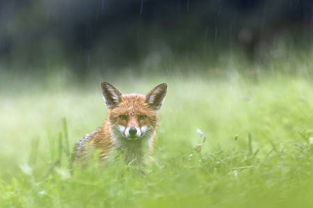 Fox
