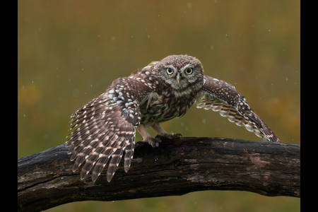 Little owl drying its wings