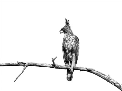 Crested Hawk eagle