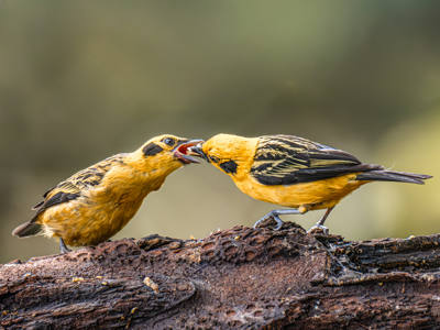 Golden Tanager Feeding  hick
