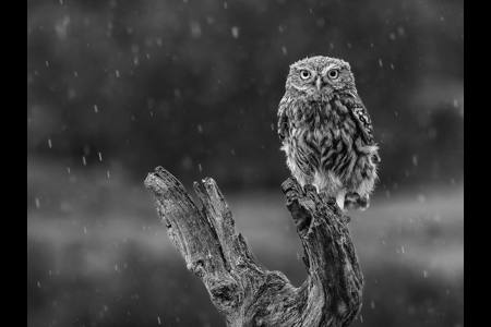 Little Owl in the rain