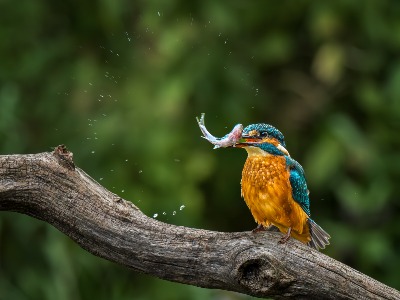 Kingfisher Spray - René Cason