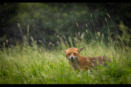 Rainy fox