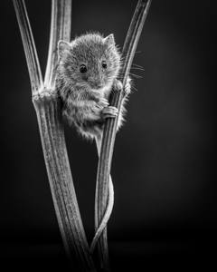 Harvest Mouse Cutie