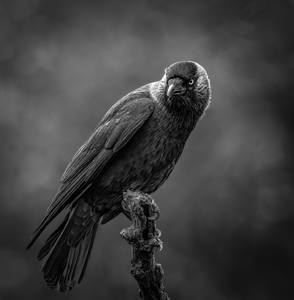 The Lookout