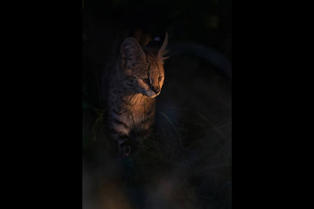 Serval kitten