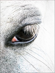 Window to the soul