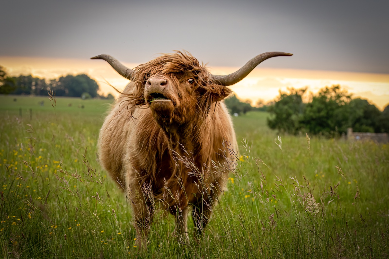Highland Cow