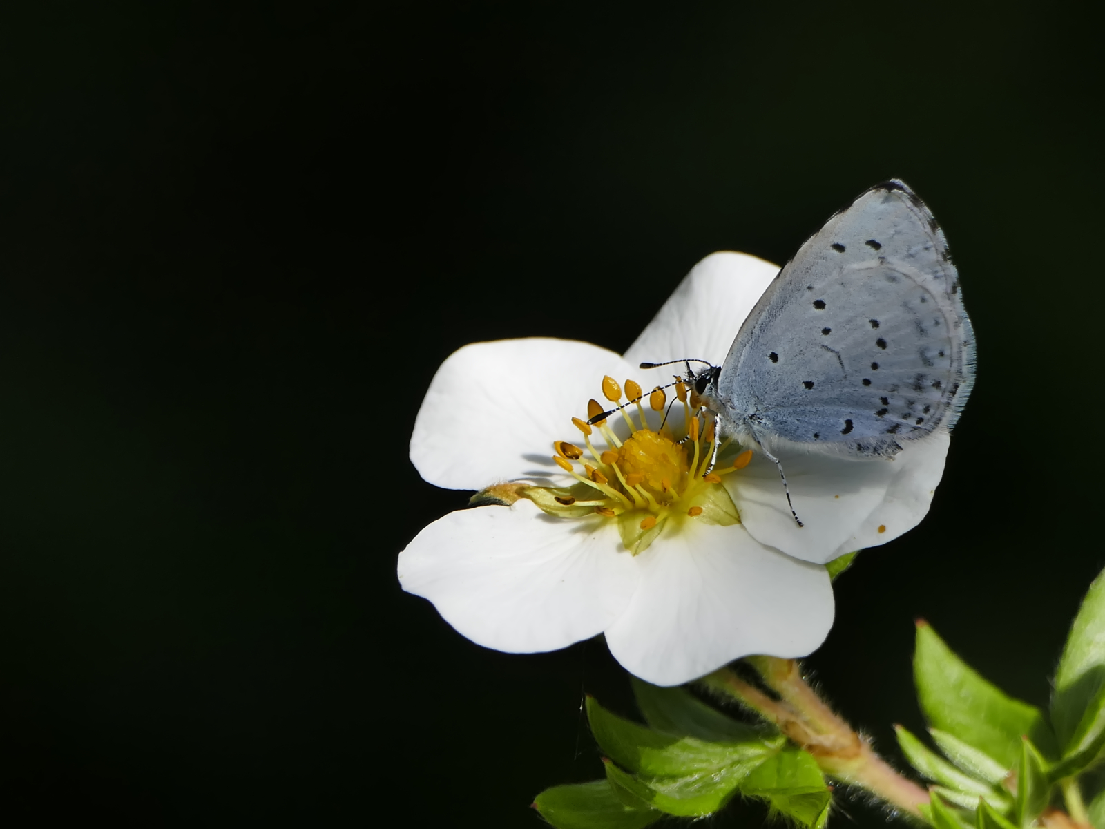 Holly Blue on Shrubby Cinquefoil