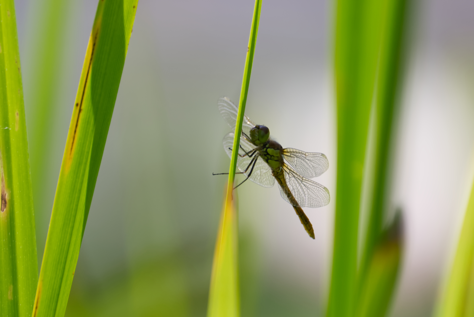 Amongst the reeds