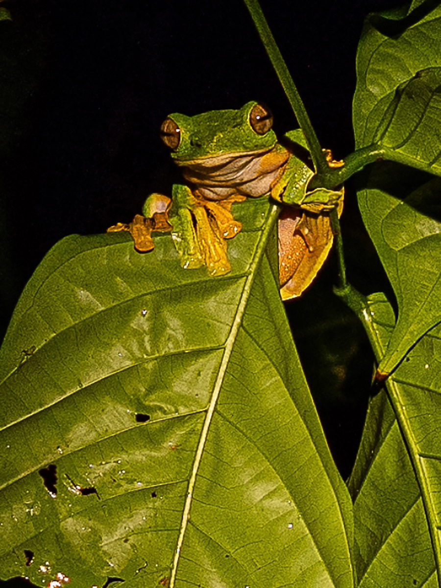Tree Frog in the Rainforest