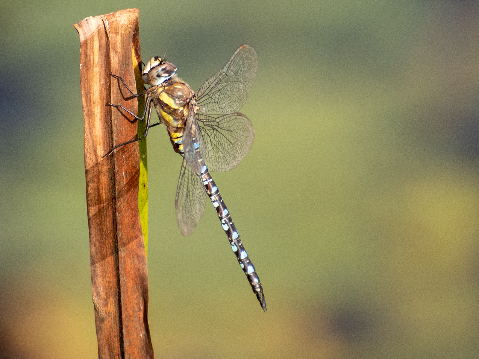Dragonfly