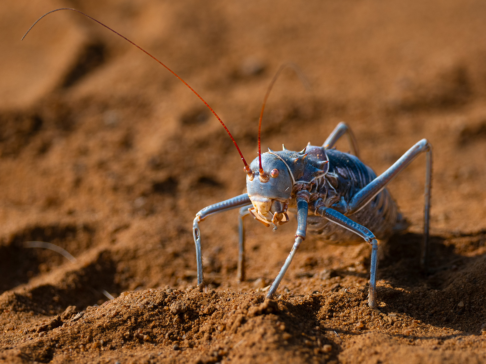 Corn Cricket
