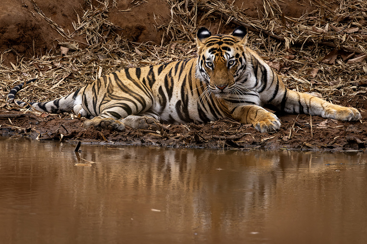 Tiger, Bandhavgarh National Park, India