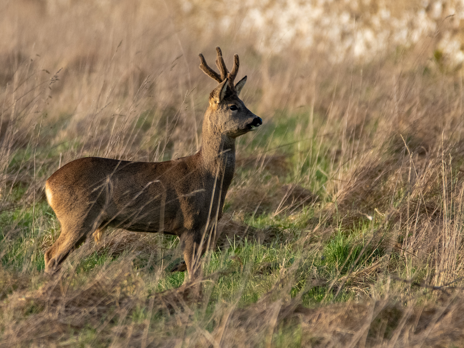 Roe Deer