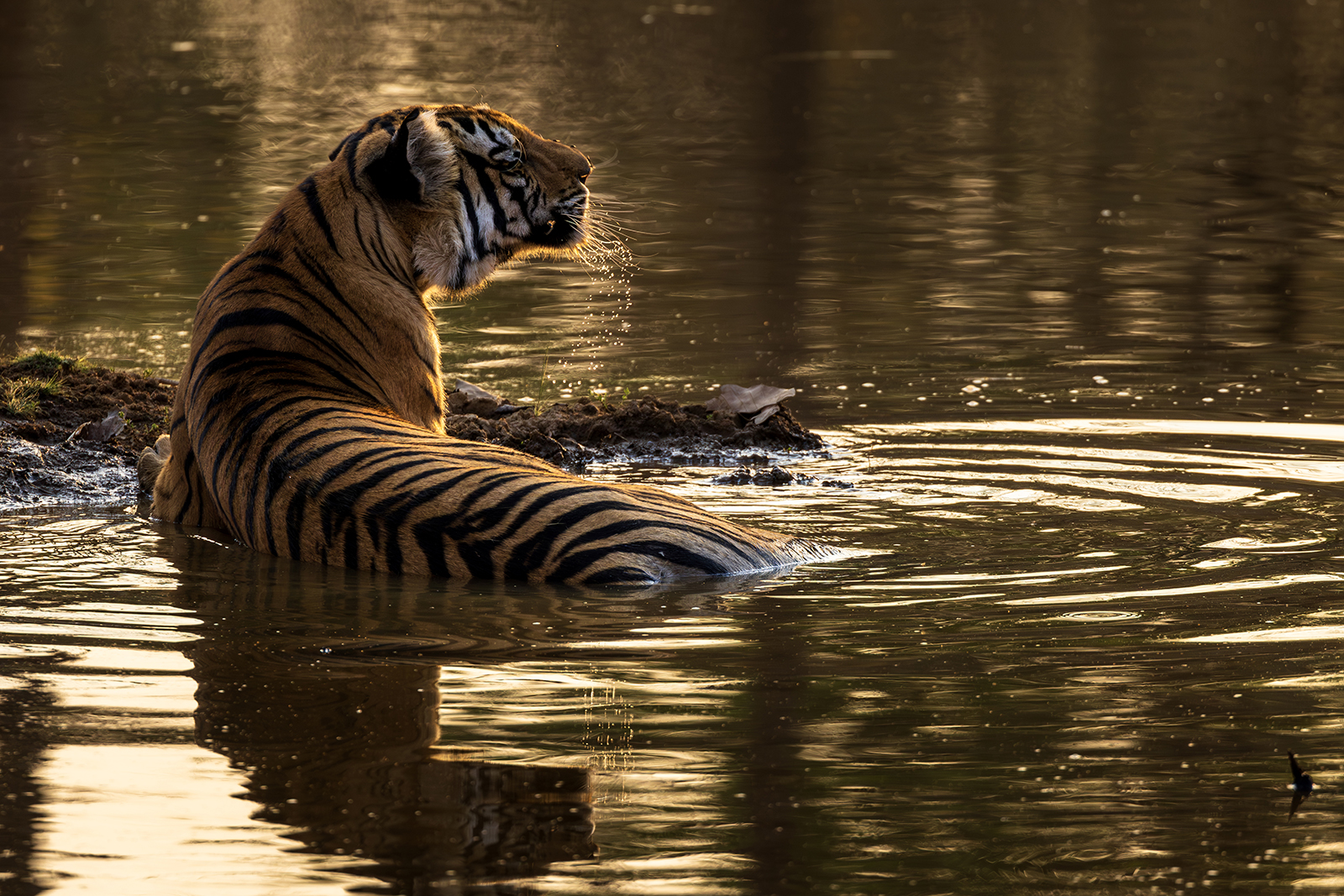Tiger at dusk, Bandhavgarh National Park, India