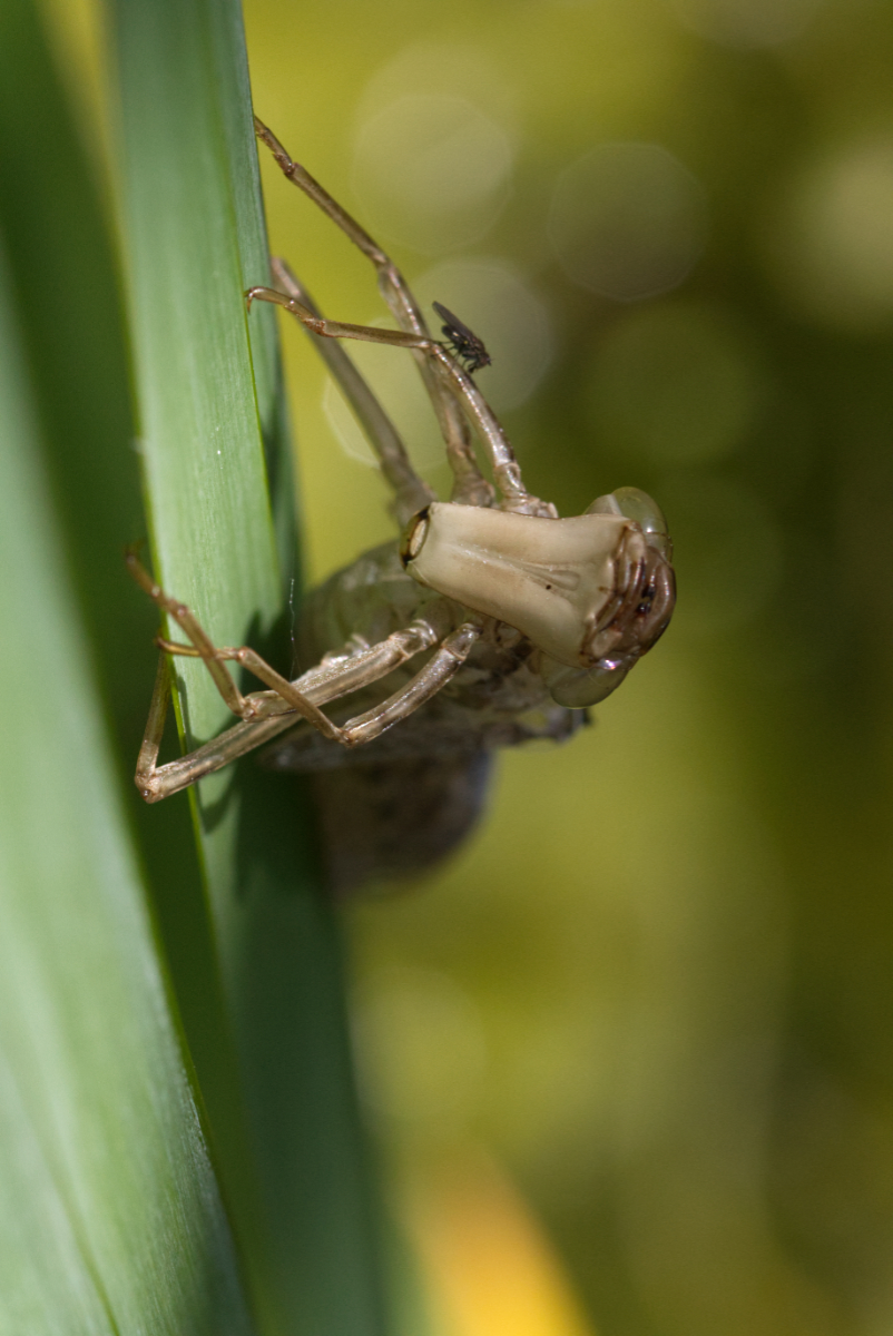 Emergence