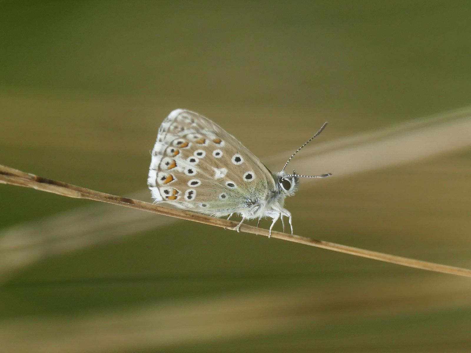 Tightrope Walker