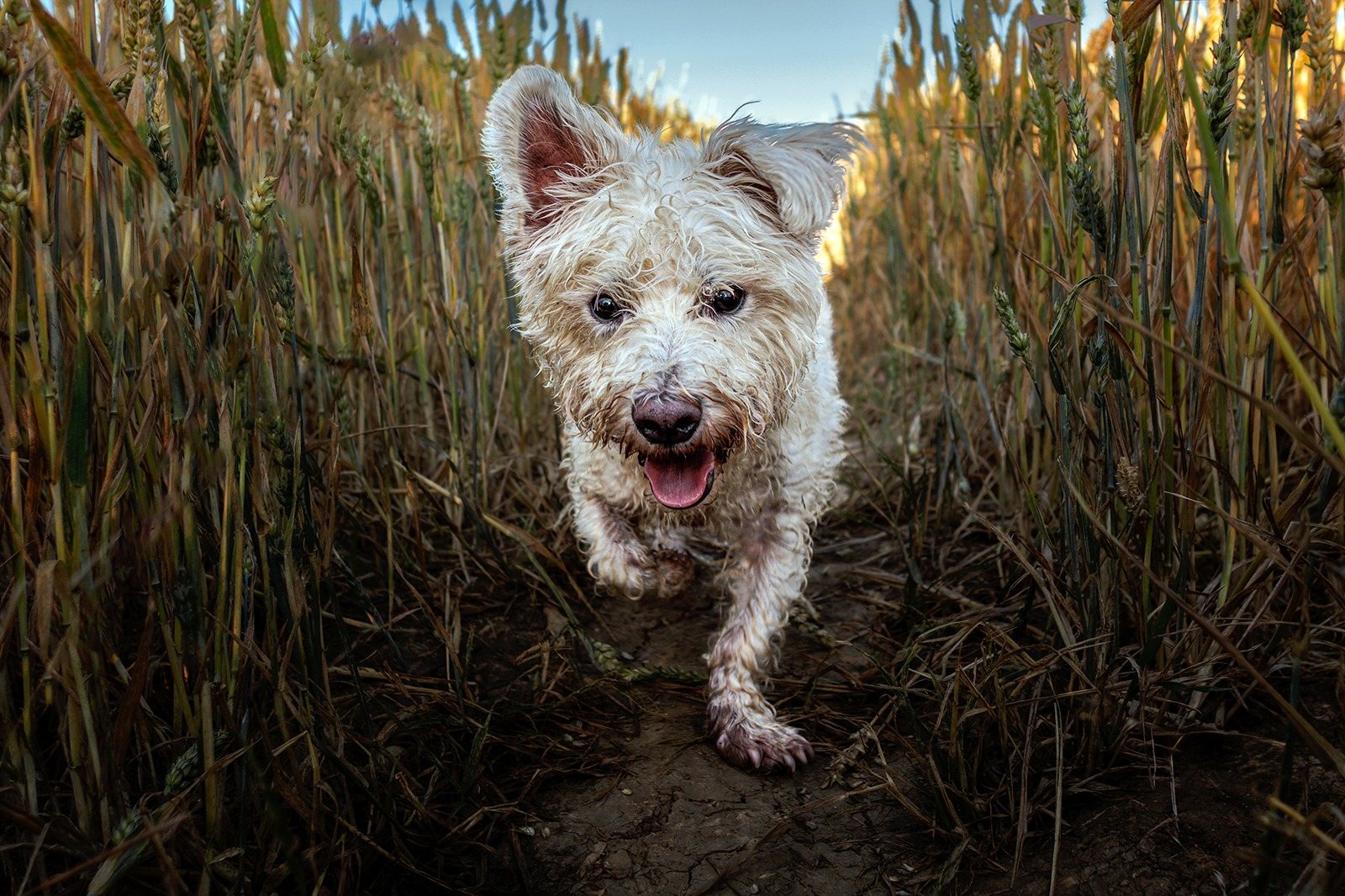 Morning run in the wheat fieldv2