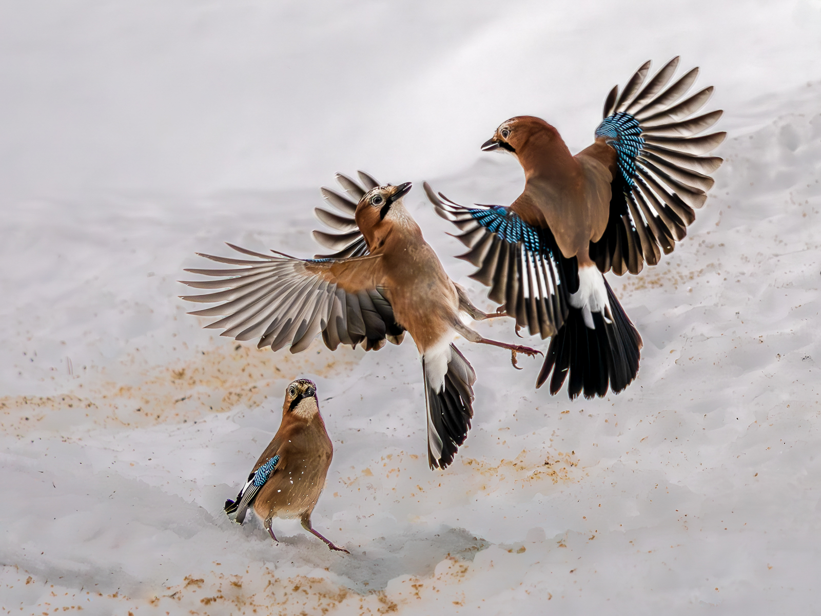 Jays fighting with an audience