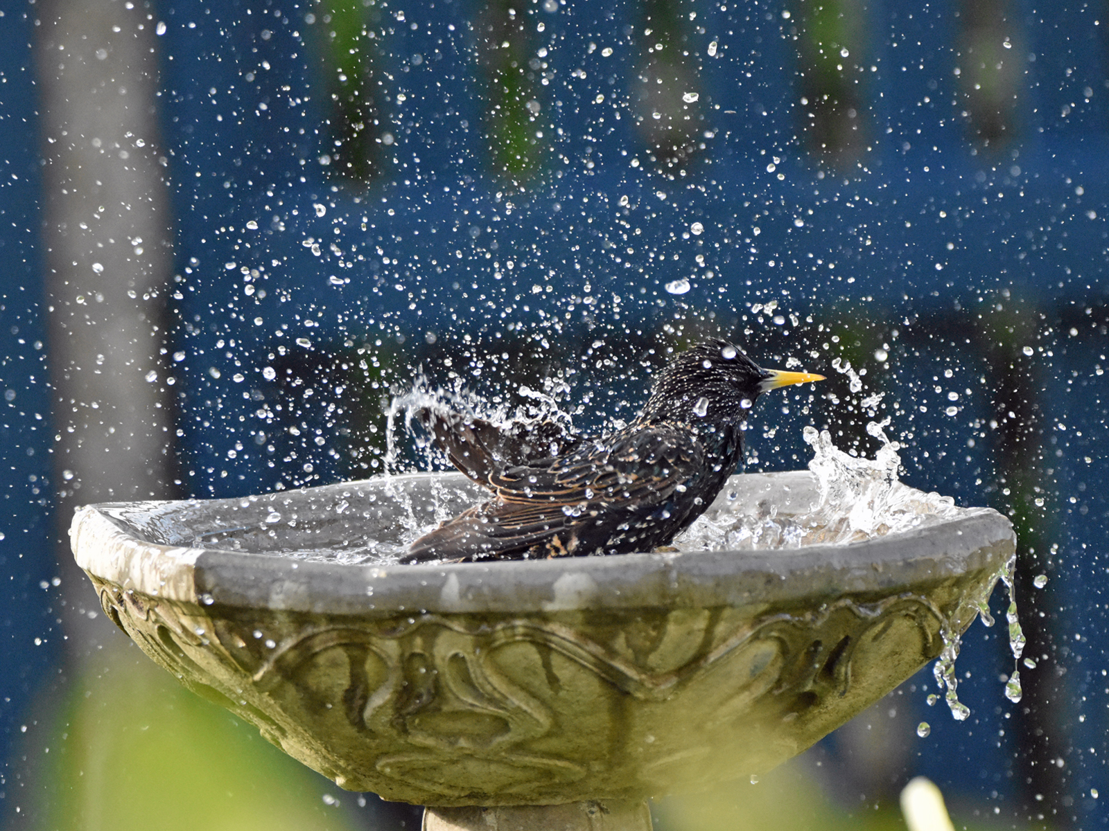 Starling Bathtime
