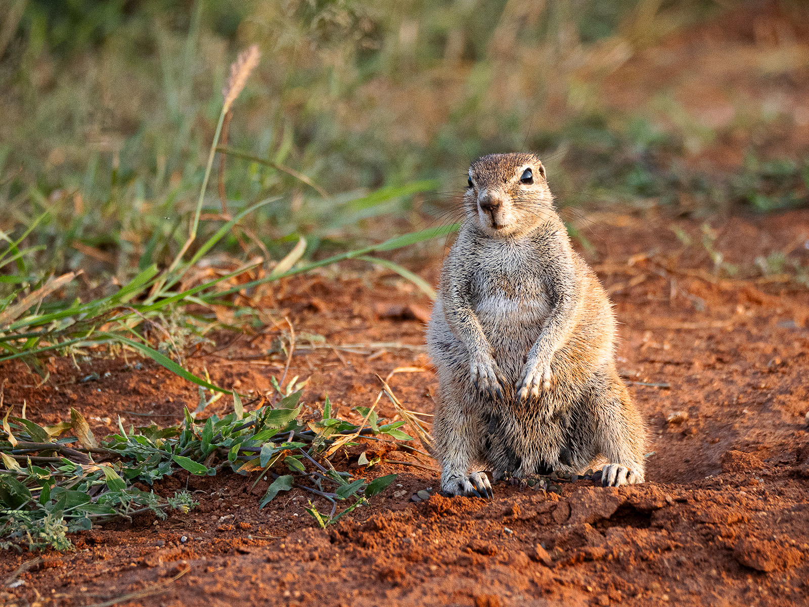 Chipmunk