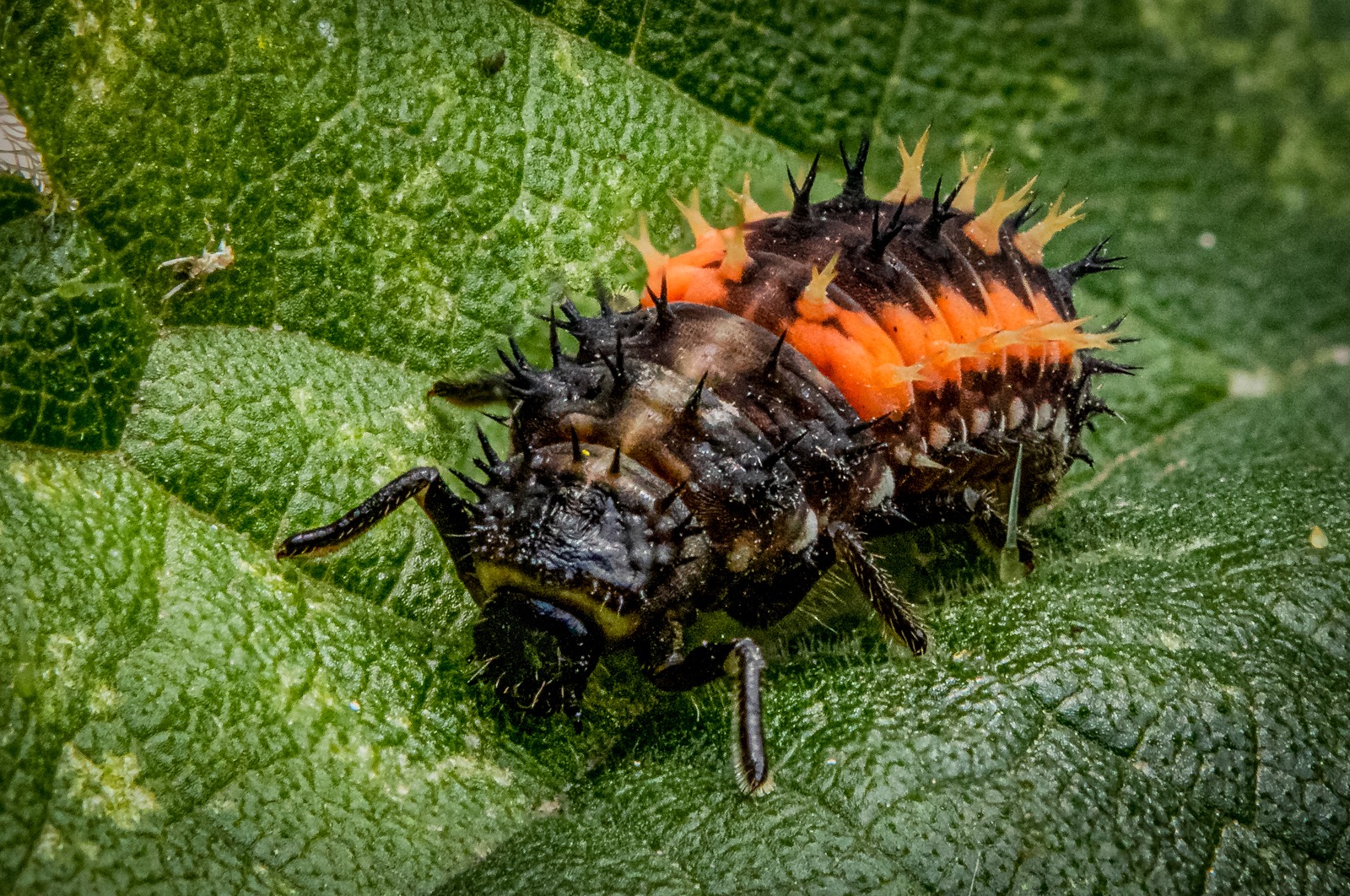 Ladybird Larva