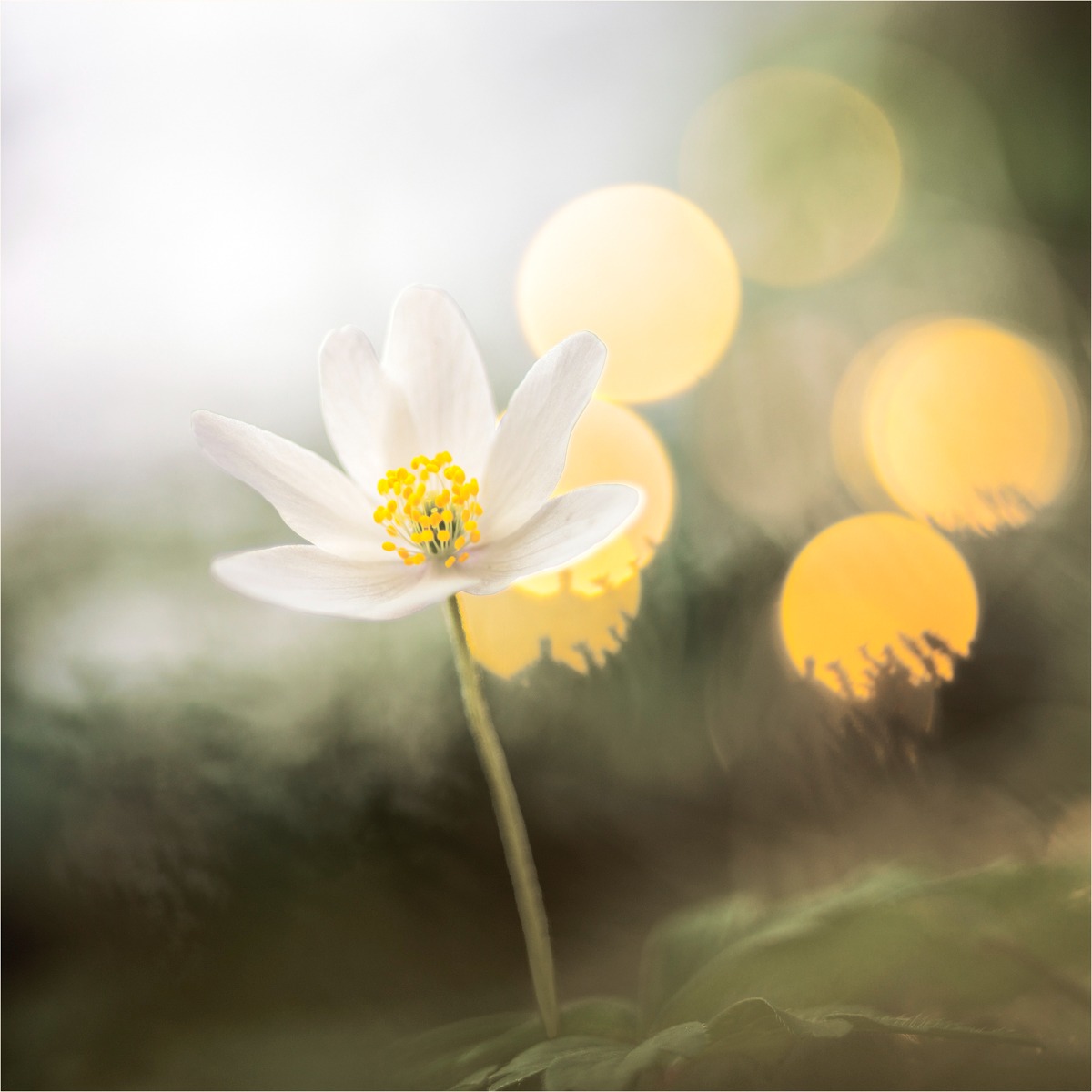 Wood anemone by fairy light