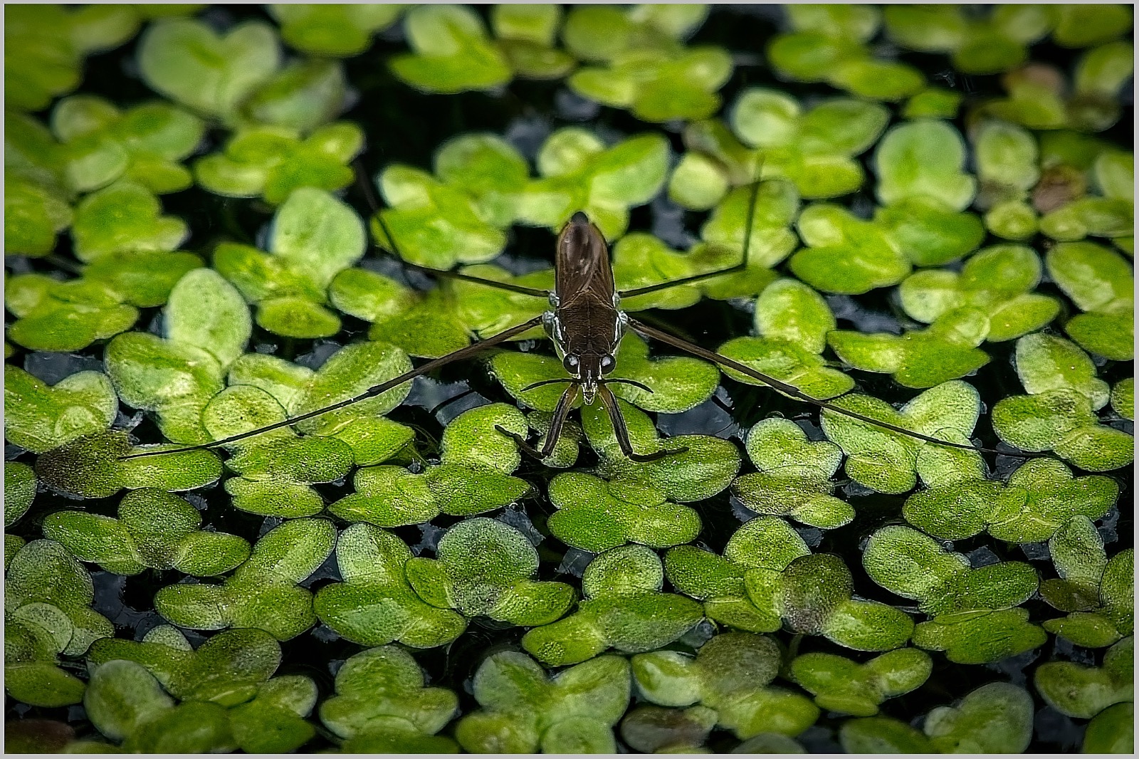 Water Boatman ePhoto