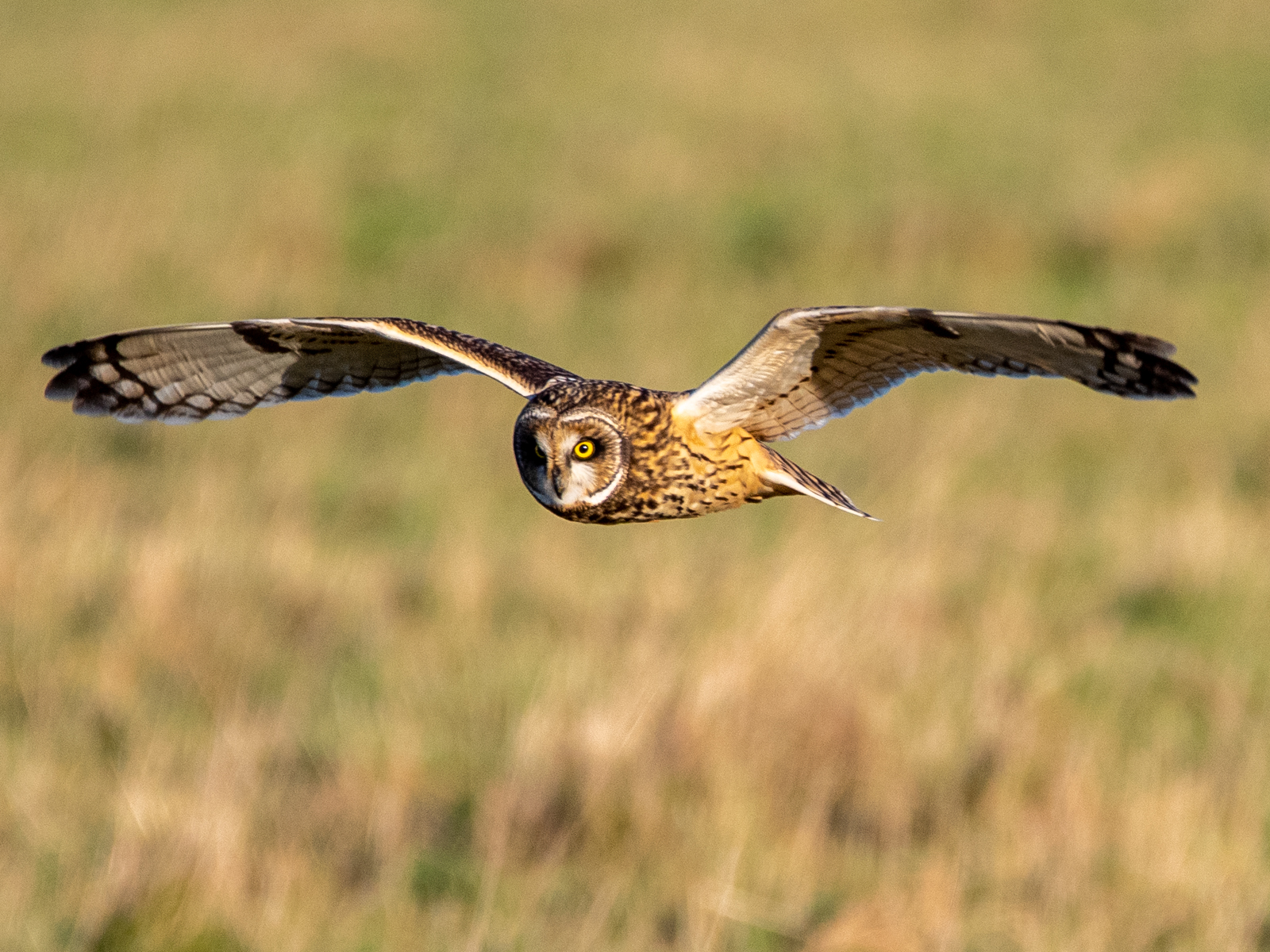 Short Eared Owl