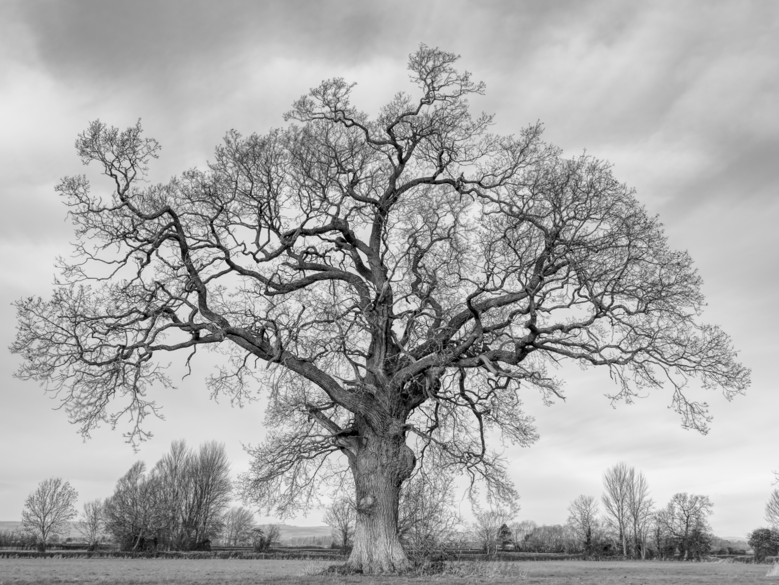 The Sleeping Trees