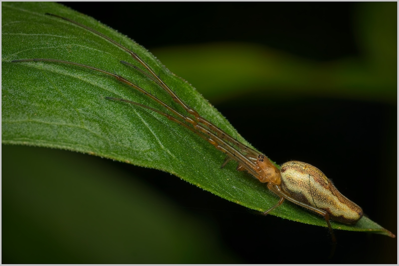 Tetragnatha extensa ePhoto