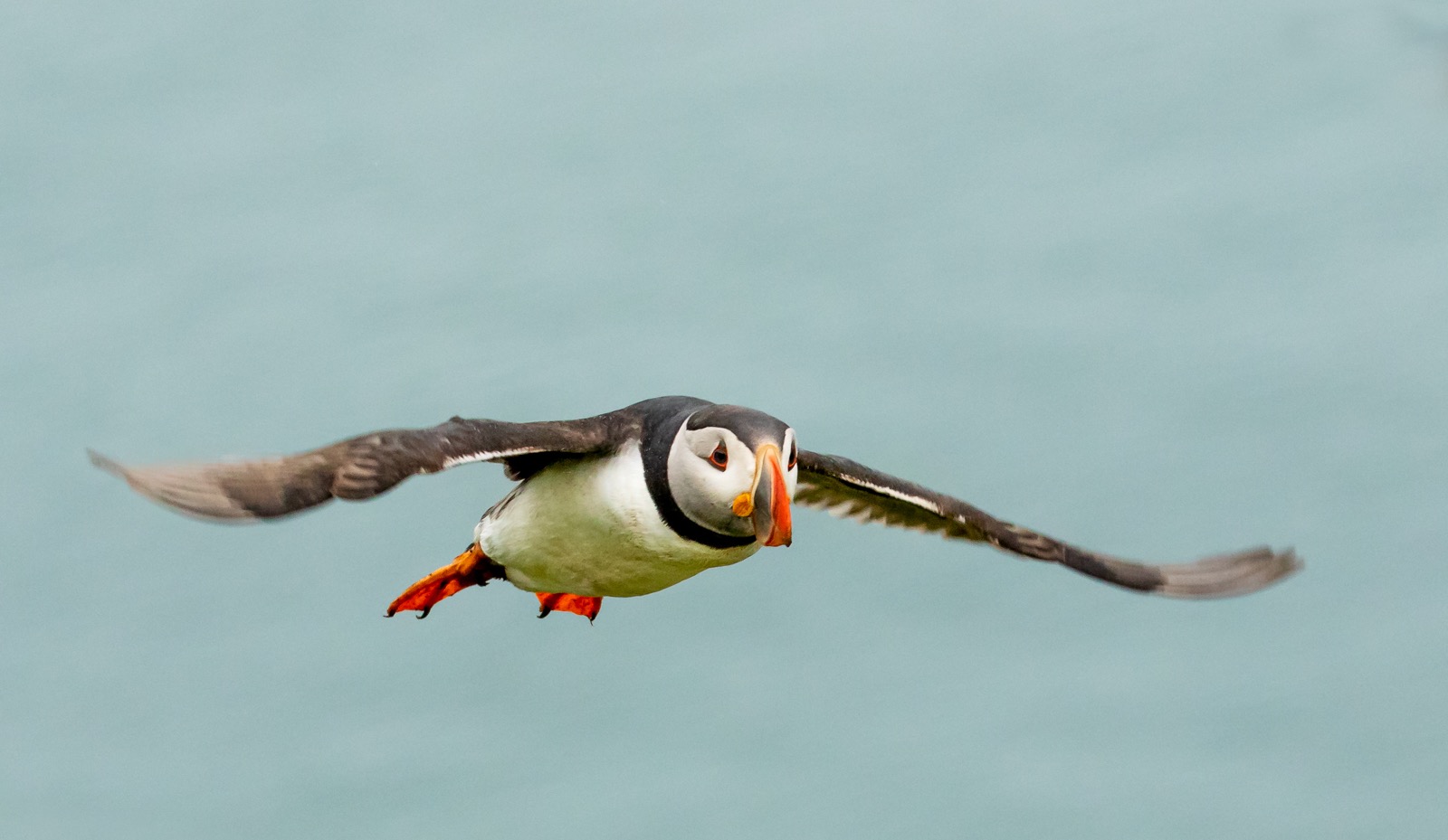 Puffin Fly-by