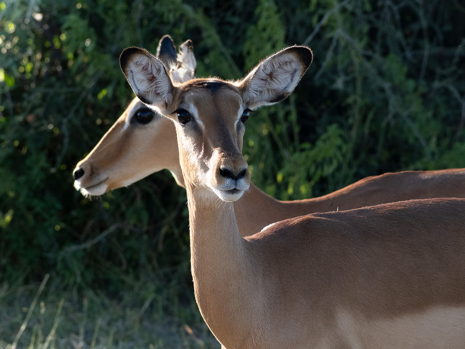 Impala