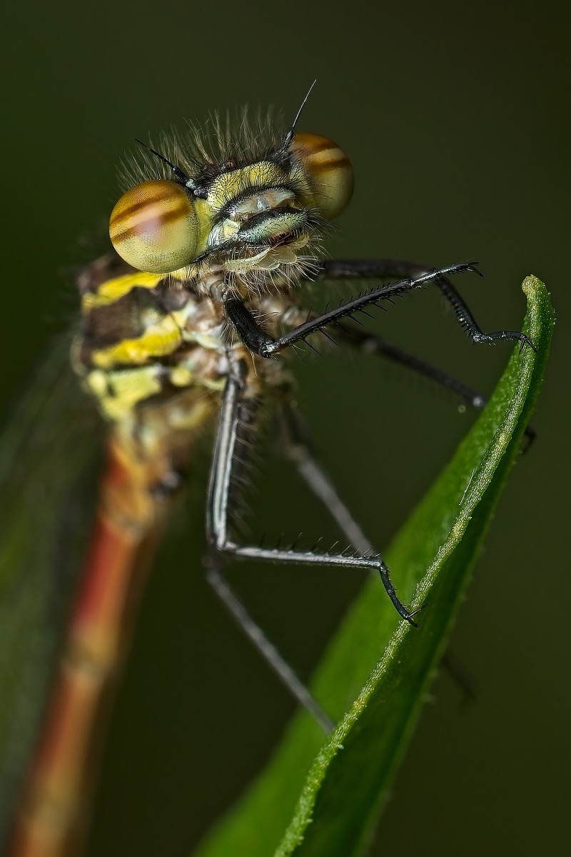 Damselfly ePhoto